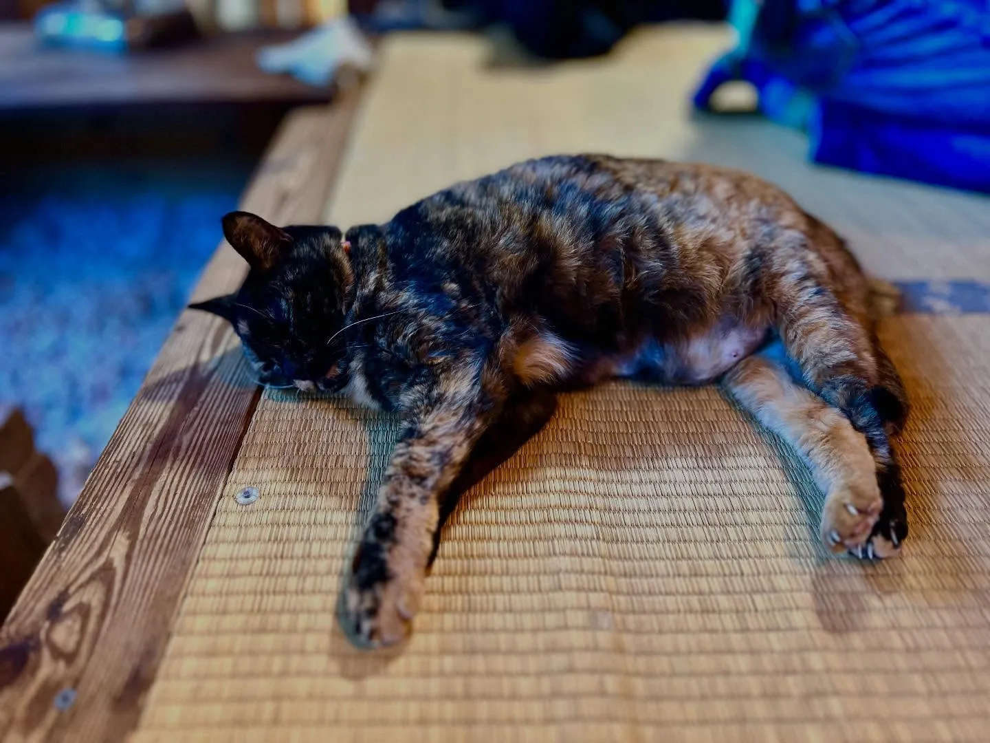 【 神戸】合気・護身術　ヤマト会餅つき大会&新年会| Shi...